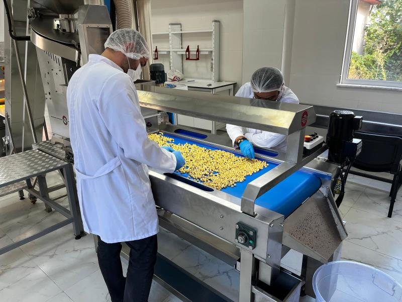 Work on the sorting line at the Hazelnut Processing Facility